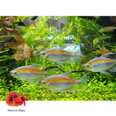 Congo Tetra Male Only